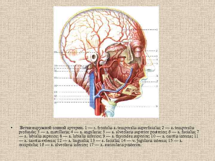  • Ветви наружной сонной артерии. 1 — r. frontalis a. temporalis superficialis; 2