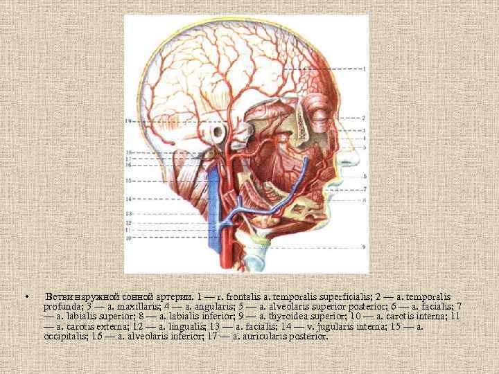 Передние ветви наружной артерии. Ветви лицевой артерии a.Facialis. Темпоралис суперфициалис. Ветви и артерии temporalis superficialis. Ветви поверхностной височной артерии (a.temporalis superficialis):.