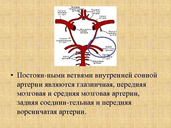  • Постоян ными ветвями внутренней сонной артерии являются глазничная, передняя мозговая и средняя