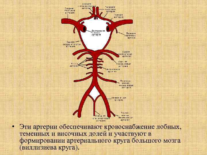  • Эти артерии обеспечивают кровоснабжение лобных, теменных и височных долей и участвуют в
