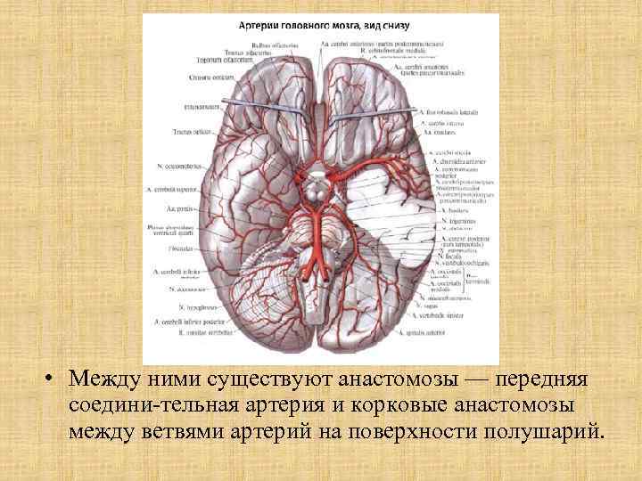  • Между ними существуют анастомозы — передняя соедини тельная артерия и корковые анастомозы