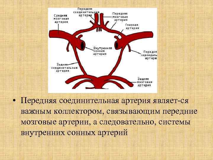  • Передняя соединительная артерия являет ся важным коллектором, связывающим передние мозговые артерии, а