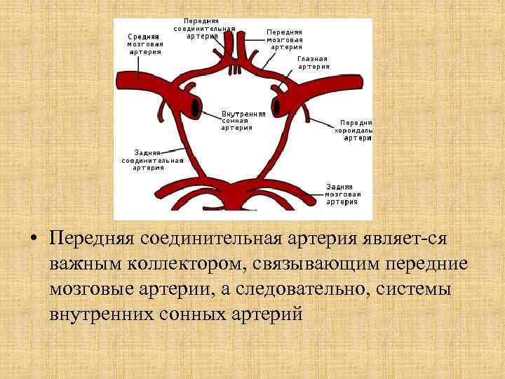 Варианты задняя соединительная артерия