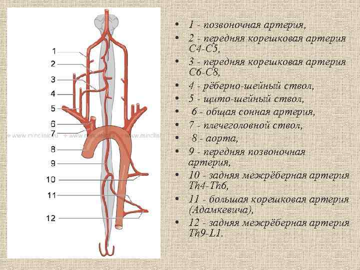 Артерии кровоснабжающие спинной мозг. Позвоночная артерия анатомия ветви.
