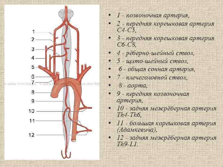 Позвоночная артерия. Кровоснабжение позвоночной артерии. Позвоночные артерии кровоснабжают. Позвоночная артерия человека схема. Задняя спинномозговая артерия позвоночной артерии.