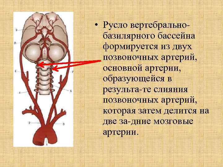  • Русло вертебрально базилярного бассейна формируется из двух позвоночных артерий, основной артерии, образующейся
