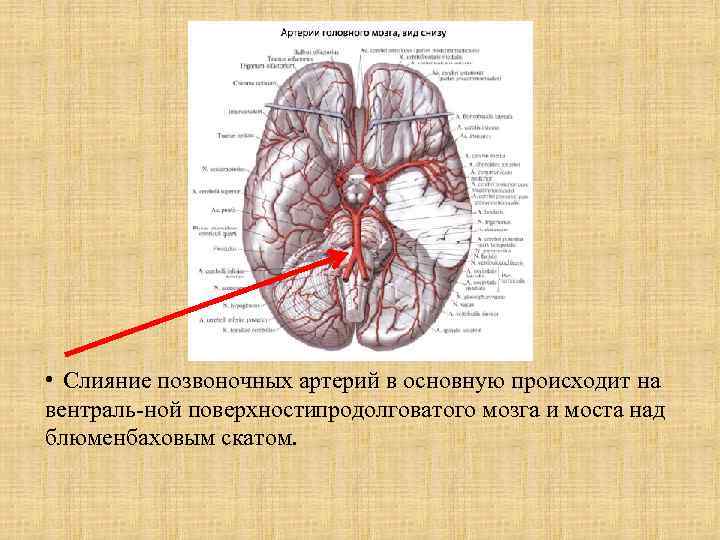  • Слияние позвоночных артерий в основную происходит на вентраль ной поверхности родолговатого мозга