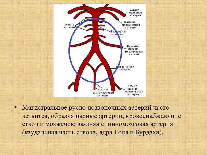  • Магистральное русло позвоночных артерий часто ветвится, образуя парные артерии, кровоснабжающие ствол и
