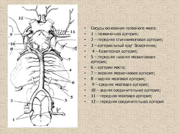  • • • • Сосуды основания головного мозга. 1 – позвоночная артерия; 2