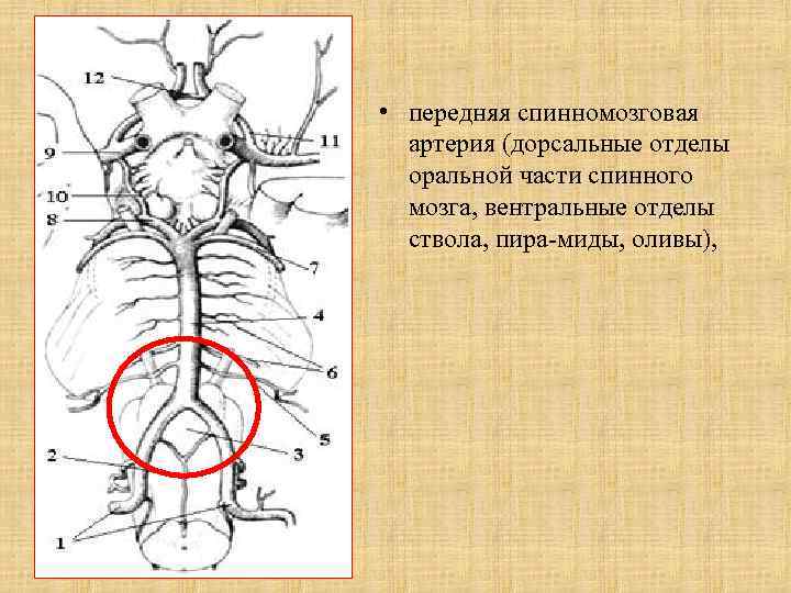  • передняя спинномозговая артерия (дорсальные отделы оральной части спинного мозга, вентральные отделы ствола,