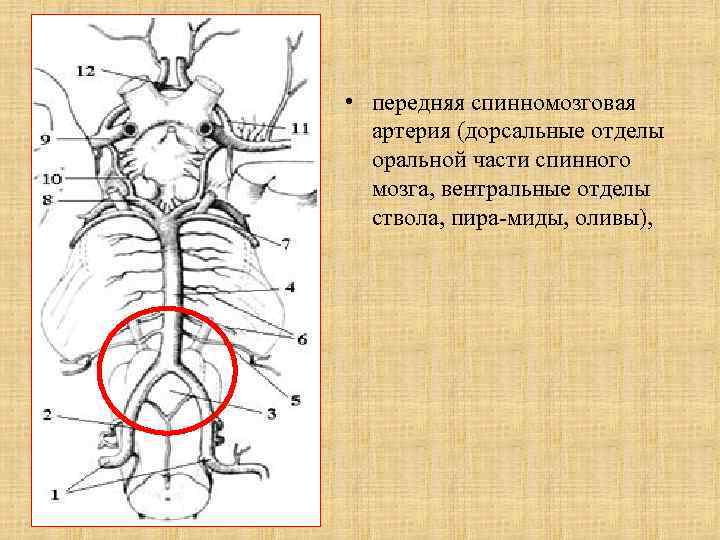 Картинки из дорсальной