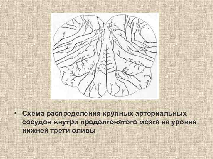  • Схема распределения крупных артериальных сосудов внутри продолговатого мозга на уровне нижней трети