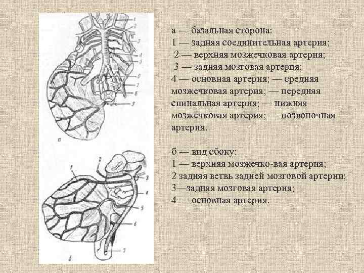 а — базальная сторона: 1 — задняя соединительная артерия; 2 — верхняя мозжечковая артерия;