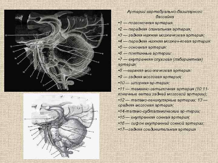 Артерии вертебрально базилярного бассейна • 1 — позвоночная артерия. • 2 — передняя спинальная