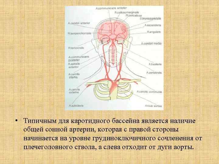  • Типичным для каротидного бассейна является наличие общей сонной артерии, которая с правой