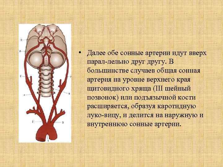  • Далее обе сонные артерии идут вверх парал лельно другу. В большинстве случаев