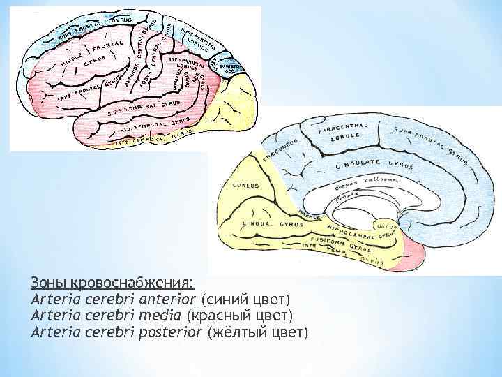Зоны кровоснабжения: Arteria cerebri anterior (синий цвет) Arteria cerebri media (красный цвет) Arteria cerebri
