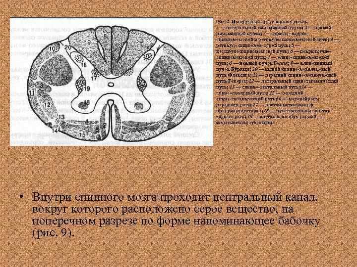 Рис. 9. Поперечный срез спинного мозга. 1 — латеральный пирамидный пучок; 2 — прямой