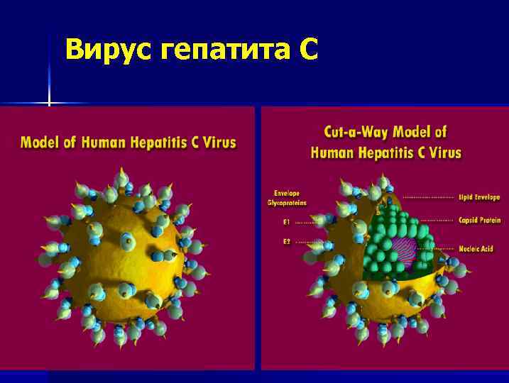Вирусный гепатит м