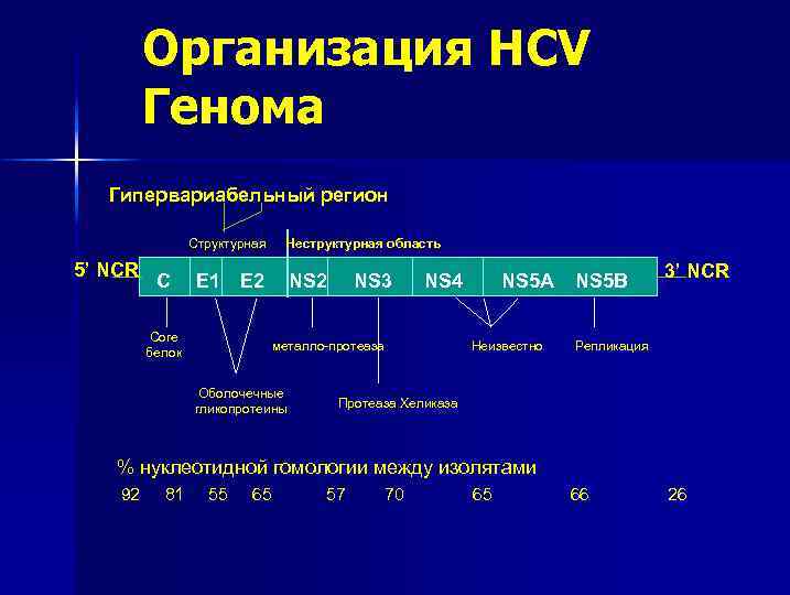 Организация HCV Генома Гипервариабельный регион Структурная 5’ NCR C E 1 Core белок Неструктурная