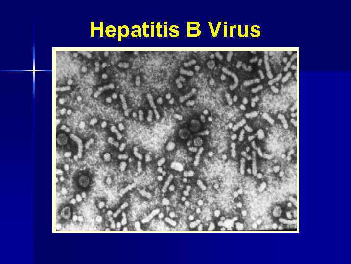 Hepatitis B Virus 