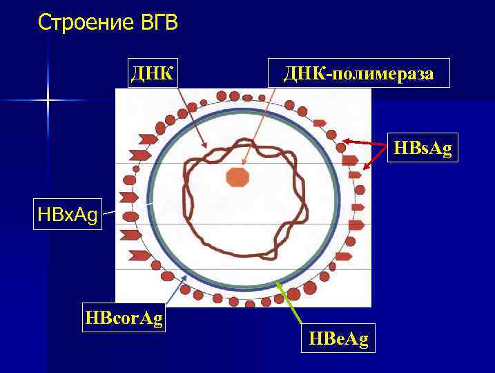 Днк вгв. Строение ВГВ. Гепатит е строение. Антиген нуклеокапсида вируса гепатита в:a) HBSAG 6) hbcorag b) HBXAG. Hbcorag.