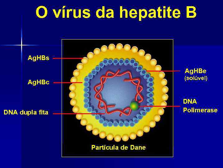 O vírus da hepatite B Ag. HBs Ag. HBe (solúvel) Ag. HBc DNA Polimerase