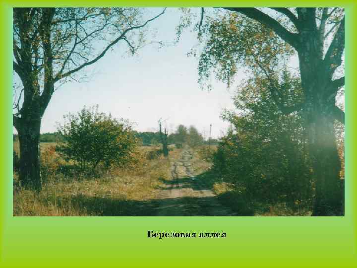 Березовая аллея 