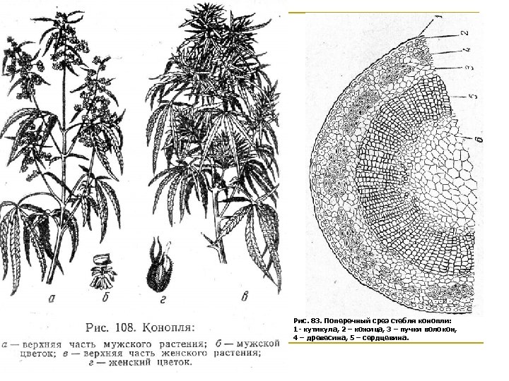 Часть стебля льна и конопли сколько дней в крови держится марихуана в