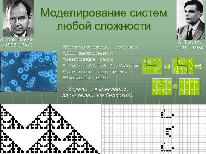 Д. фон Нейман (1903 -1957) Моделирование систем любой сложности • Многоагентные системы • ДНК-вычисления