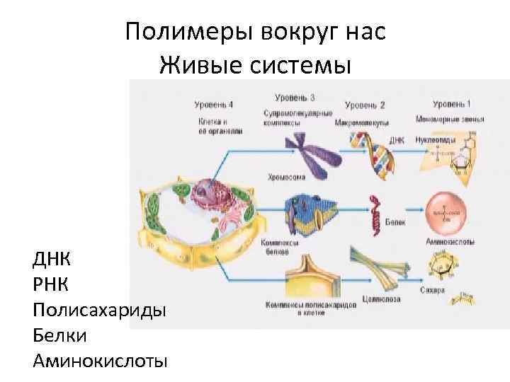 Полимеры вокруг нас Живые системы ДНК РНК Полисахариды Белки Аминокислоты 