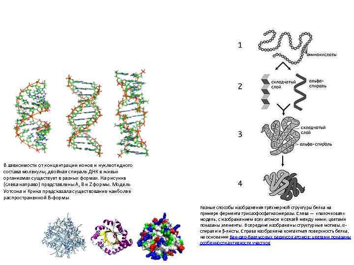 В зависимости от концентрации ионов и нуклеотидного состава молекулы, двойная спираль ДНК в живых