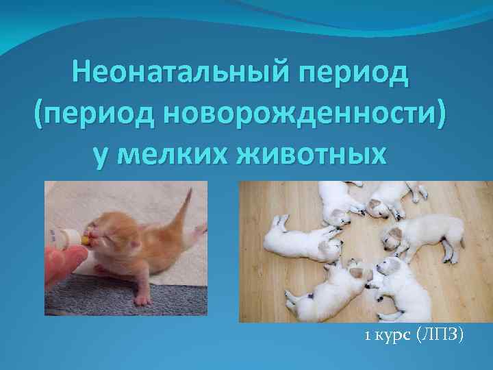 Неонатальный период (период новорожденности) у мелких животных 1 курс (ЛПЗ) 