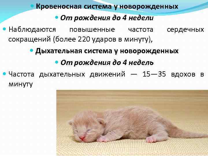  Кровеносная система у новорожденных От рождения до 4 недели Наблюдаются повышенные частота сердечных