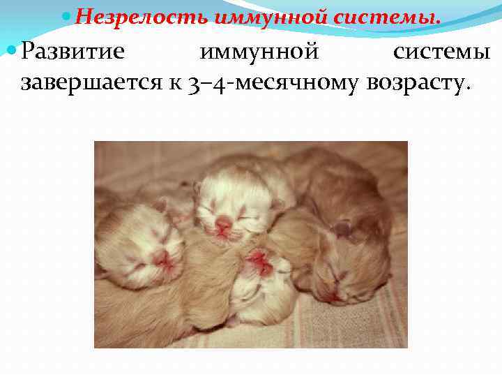  Незрелость иммунной системы. Развитие иммунной системы завершается к 3– 4 -месячному возрасту. 