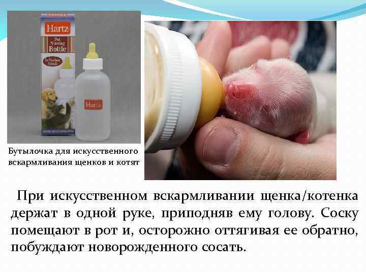 Бутылочка для искусственного вскармливания щенков и котят При искусственном вскармливании щенка/котенка держат в одной