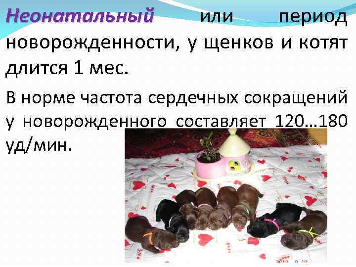 Неонатальный или период новорожденности, у щенков и котят длится 1 мес. В норме частота