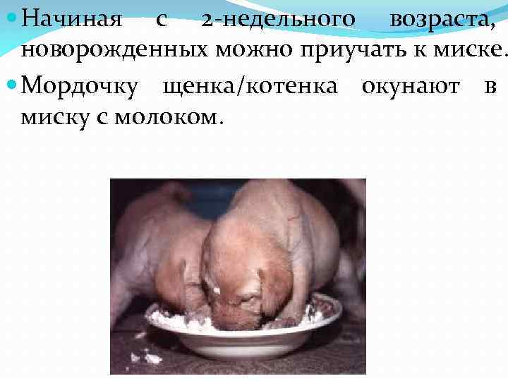  Начиная с 2 -недельного возраста, новорожденных можно приучать к миске. Мордочку щенка/котенка окунают