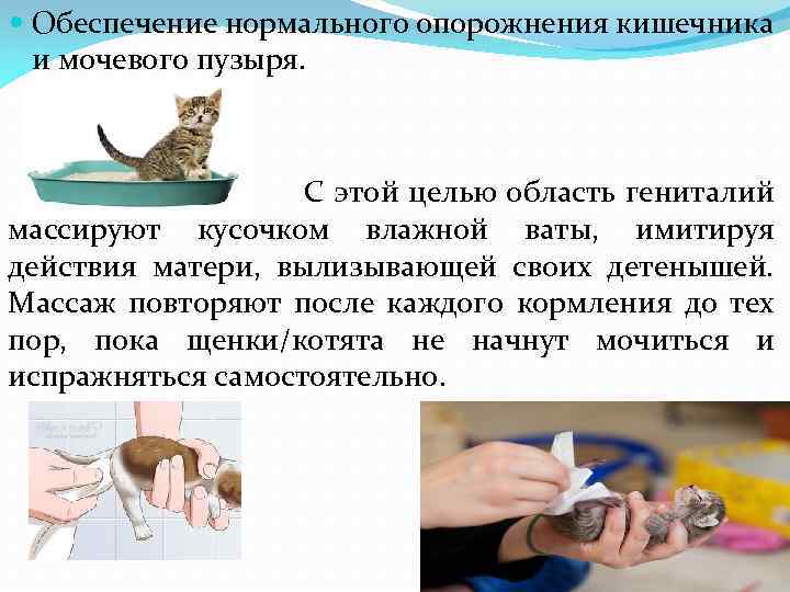  Обеспечение нормального опорожнения кишечника и мочевого пузыря. С этой целью область гениталий массируют