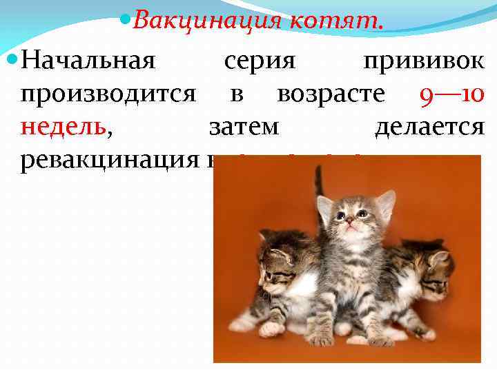  Вакцинация котят. Начальная серия прививок производится в возрасте 9— 10 недель, затем делается