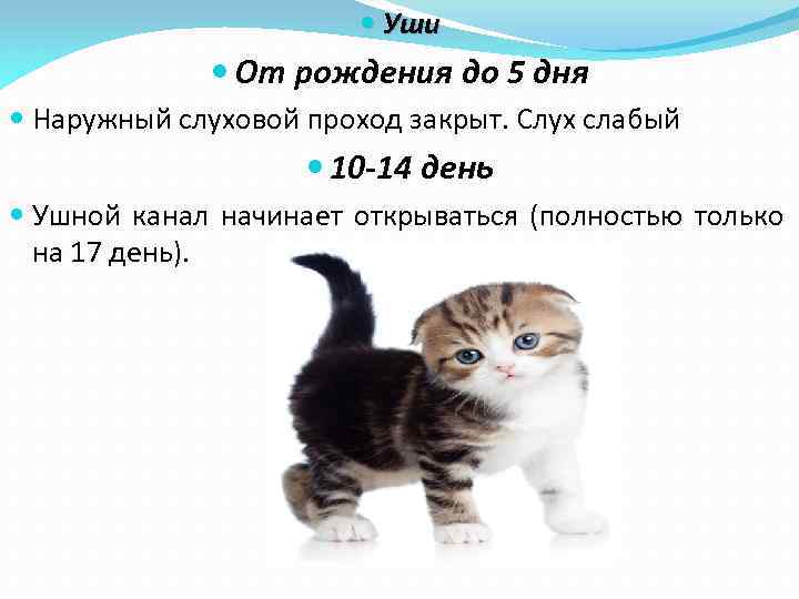  Уши От рождения до 5 дня Наружный слуховой проход закрыт. Слух слабый 10