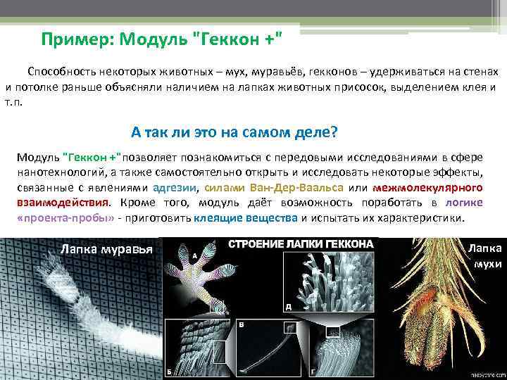 Где встречается наука. Геккон по стеклу силы Ван дер Ваальса. Эффект геккона. Вандервальсовы взаимодействие геккон. Где встречаются технологии.