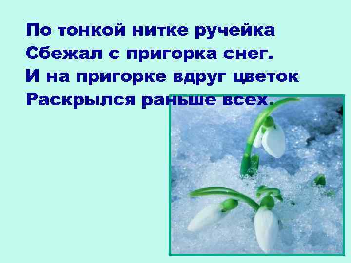 По тонкой нитке ручейка Сбежал с пригорка снег. И на пригорке вдруг цветок Раскрылся