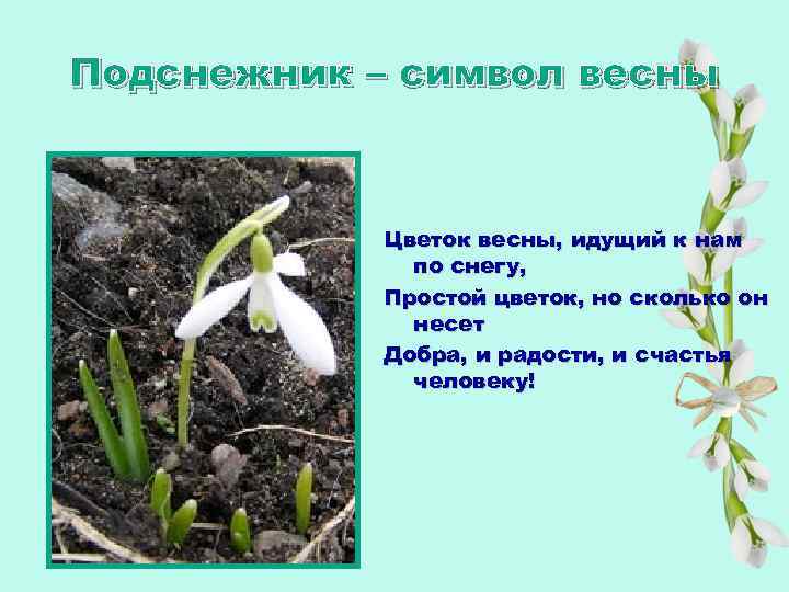 Подснежник – символ весны Цветок весны, идущий к нам по снегу, Простой цветок, но