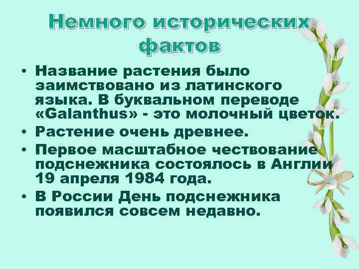 Немного исторических фактов • Название растения было заимствовано из латинского языка. В буквальном переводе