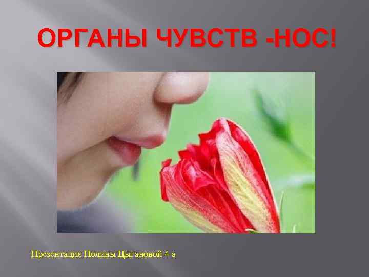 Нос презентация 1 класс