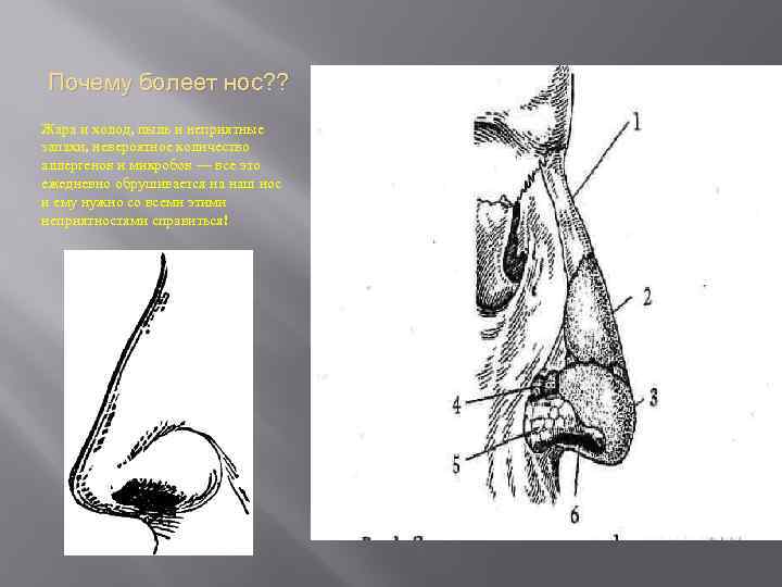 Почему болеет нос? ? Жара и холод, пыль и неприятные запахи, невероятное количество аллергенов