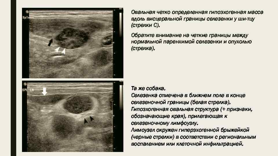Овальная четко определенная гипоэхогенная масса вдоль висцеральной границы селезенки у ши-тцу (стрелки С). Обратите