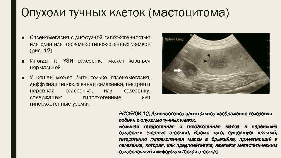 Опухоли тучных клеток (мастоцитома) ■ Спленомегалия с диффузной гипоэхогенностью или один или несколько гипоэхогенных