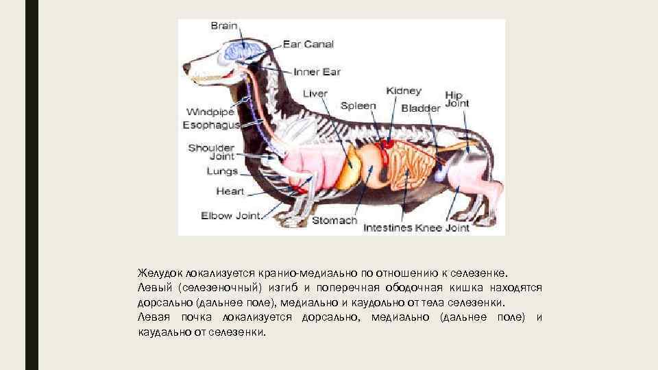 Желудок локализуется кранио-медиально по отношению к селезенке. Левый (селезеночный) изгиб и поперечная ободочная кишка